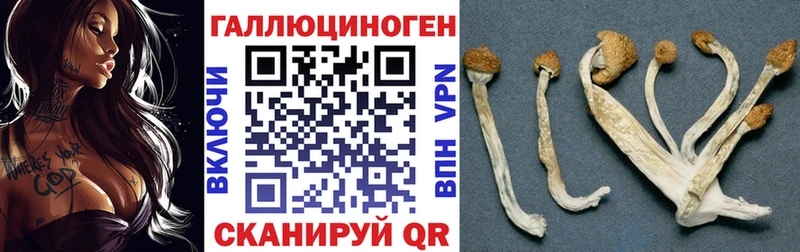 где найти наркотики  Пустошка  Галлюциногенные грибы Psilocybe 
